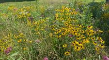 Pollinator garden with yellow and purple flowers