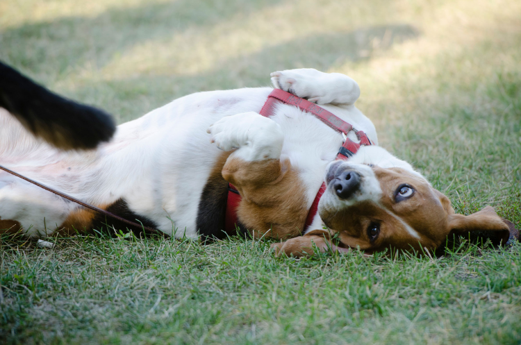 dogparkphoto Photo shows a beagle laying in the grass