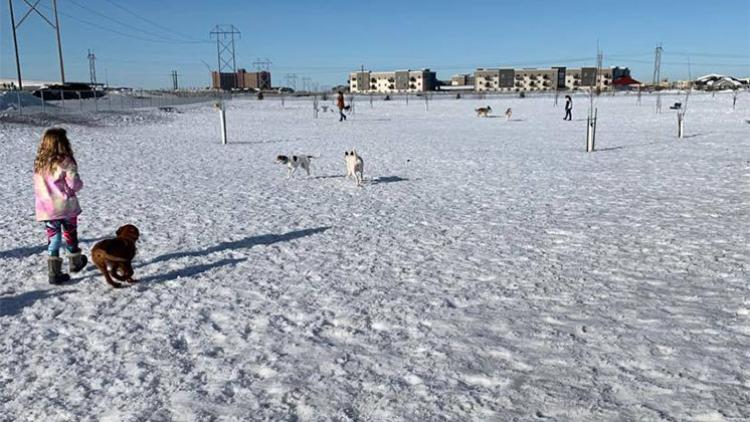 dogpark2020_1 This image shows a young girl with some dogs during winter at dog park.