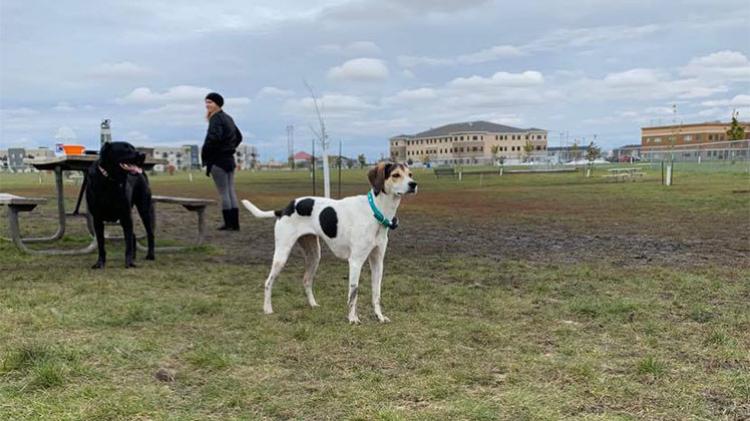 Dog clearance id fargo