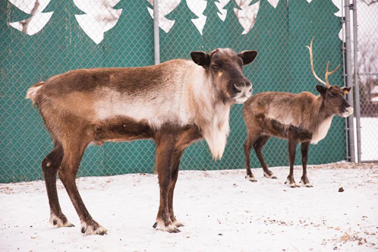 santavillage2 This image shows two of the reindeer at Santa Village.