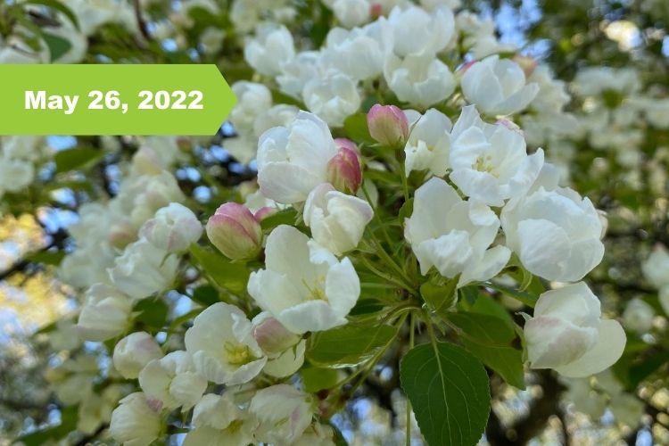 Orchard Glen Park Bloom Tracker Fargo Parks