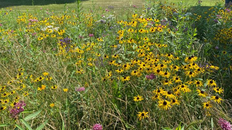 Pollinator Garden Pollinator garden with yellow and purple flowers
