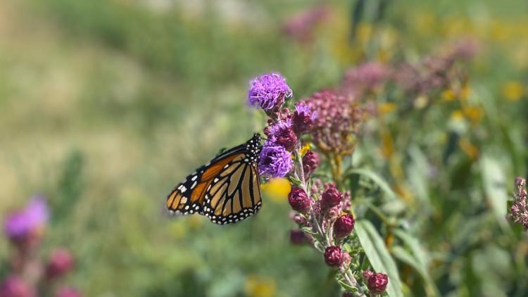 Monarch butterfly Monarch butterfly on purple flowers