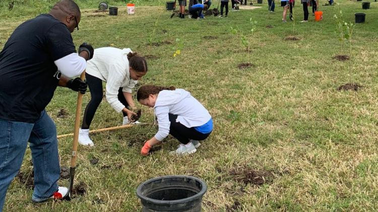 Volunteers planting trees Three volunteers planting a tree in a park