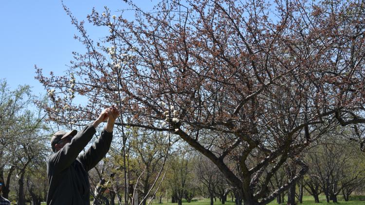 Man trimming trees at Orchard Glenn park.