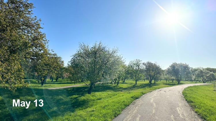 landscape picture of orchard glen park on May 13 with multiple trees starting to bud with full blooms on trees, with a trail going through the grass on the right side of the page