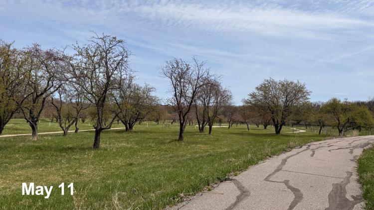 Rows of trees line a paved path in an orchard landscape during early spring growth on May 11.