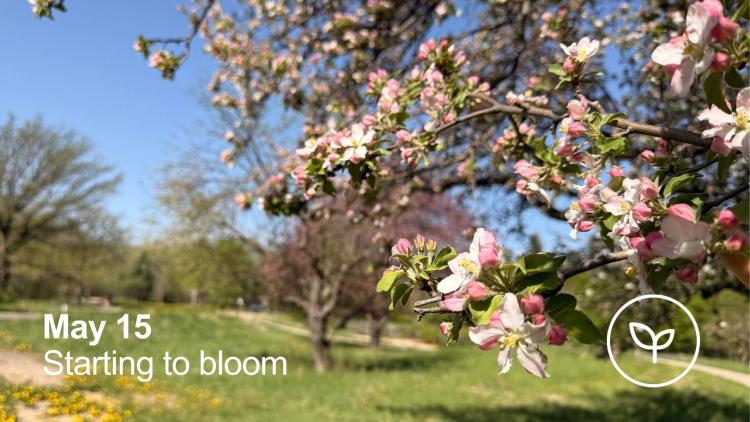 Close-up of pink and white apple blossoms beginning to bloom in an orchard on May 15.