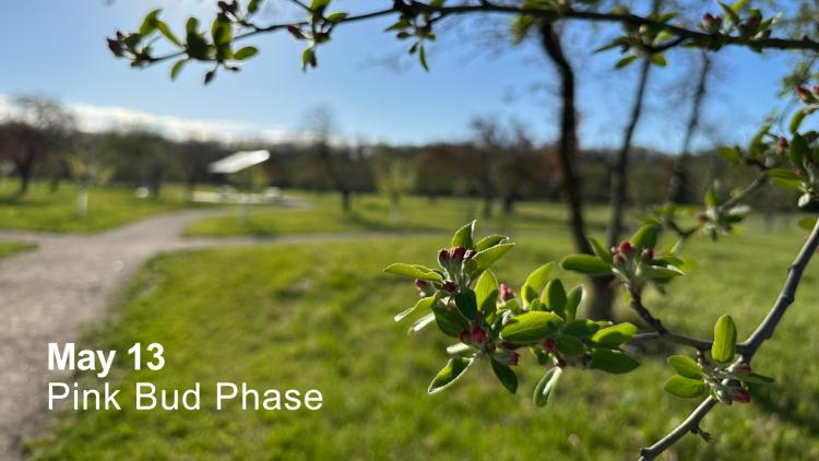 Close-up of tree branches with pink flower buds beginning to bloom in an orchard during the pink bud phase on May 13.