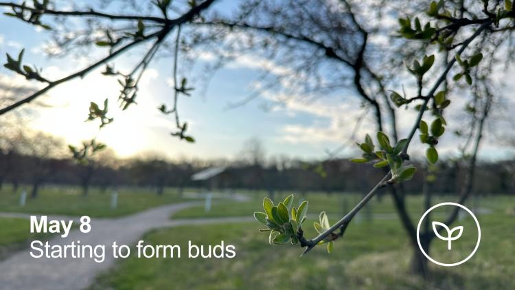 A fruit tree starting to bud with little green leaves - May 8 - Starting to Bud with a small white outline of a seedling pushing out leaves