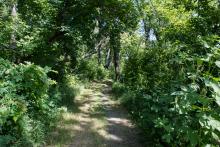This image shows a trail a Orchard Glen Park. 