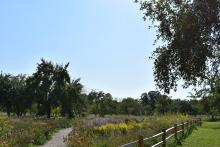 This image shows a walking path at Orchard Glen