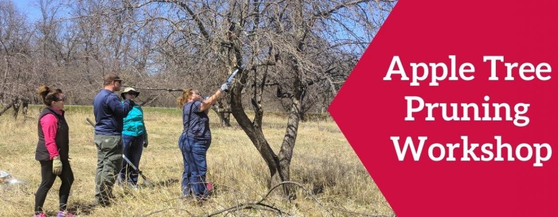 Photo shows group of people pruning apple tree with text that reads "Apple Tree Pruning Workshop"