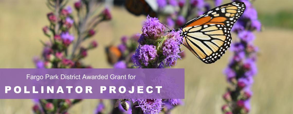 Picture of a butterfly on purple flower with a purple box and white text that says "Fargo Park District Awarded Grant for Pollinator Project