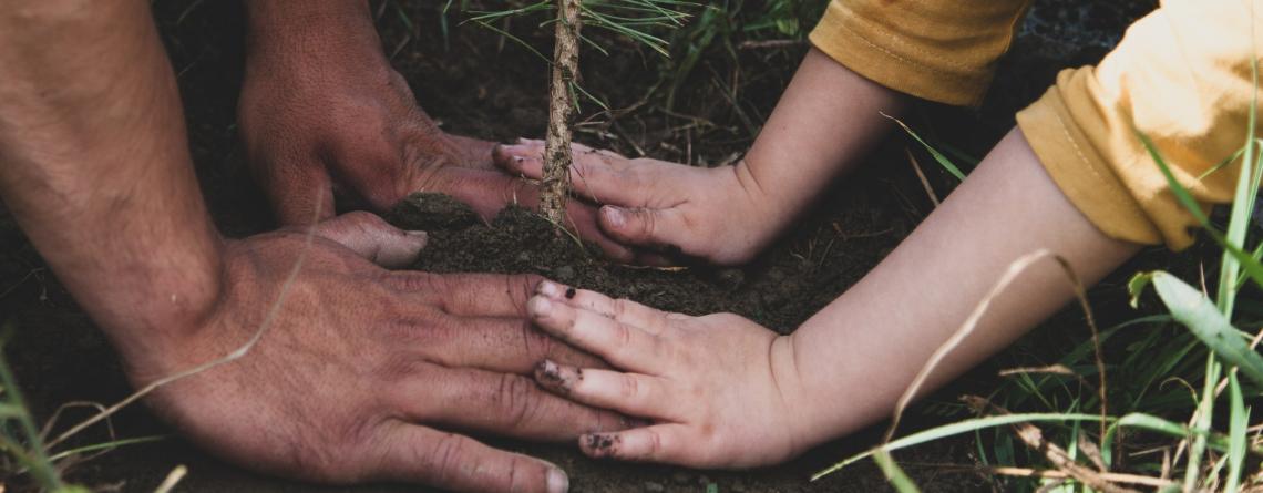 Picture of hands planting tree. 