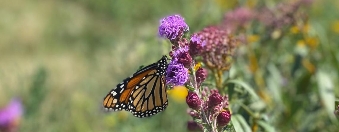 photo of monarch butterfly