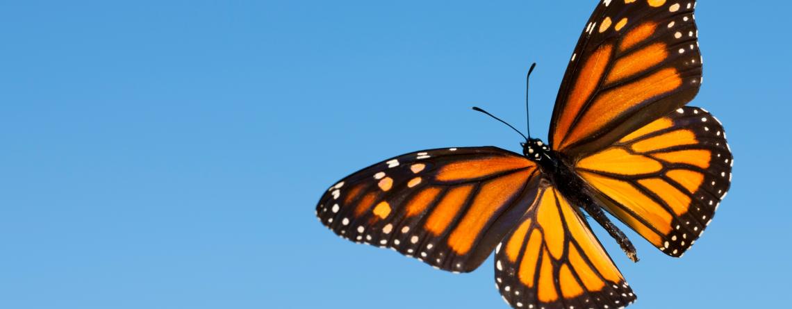 Monarch butterfly flying over blue sky