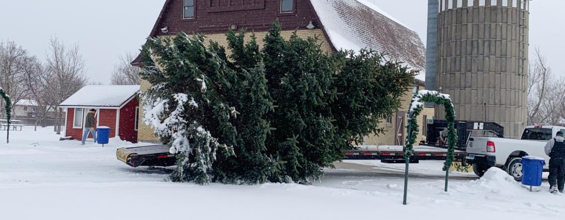 Photo of Christmas Tree at Rheault Farm