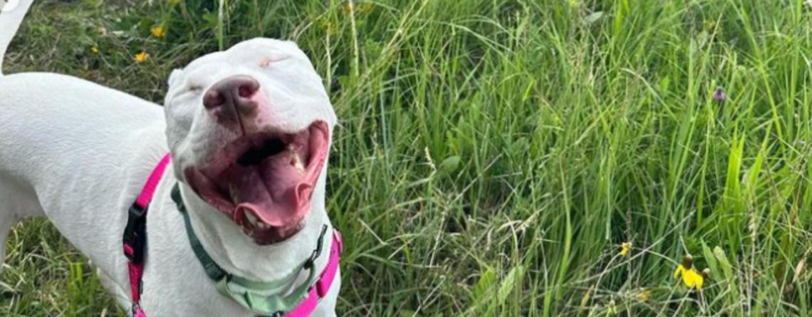 Happy dog in a field