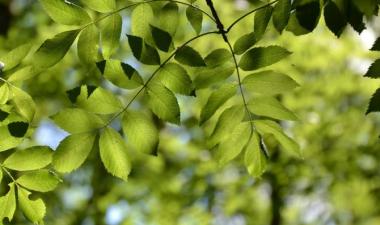 Photo of green leaves on a tree