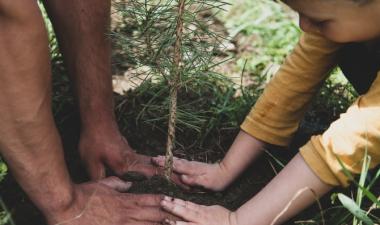 hands planting trees