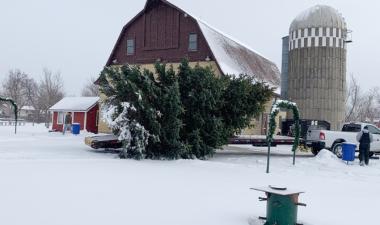 Photo of Christmas Tree at Rheault Farm