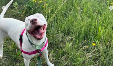 Happy dog in a field