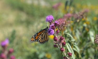 photo of a monarch butterfly