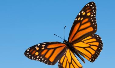 Monarch butterfly flying over blue sky