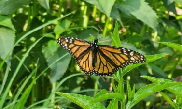 photo of monarch butterfly on green grass