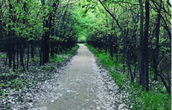 This image shows the trail going through trees at Forest River Park.