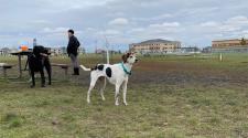 This image shows two dogs and an owner at a dog park.