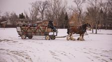 This image shows the horse-drawn carriage ride at Santa Village.