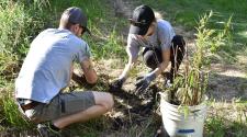 Two volunteers planting trees in park. 