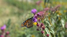 Monarch butterfly on purple flowers