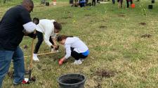 Three volunteers planting a tree in a park