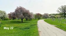 Landscape picture of orchard glen park on May 22 with multiple trees starting to bud with limited blooms, with a trail going through the grass on the right side of the page