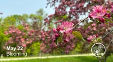 Apple Tree with pink flower blooming _ may 22 - Blooming