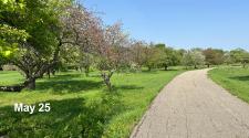 Landscape picture of orchard glen park on May 25 with multiple trees with no blooms but some trees with light white-pink flowers, with a trail going through the grass on the right side of the page