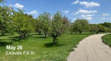 Landscape picture of orchard glen park on May 26 with multiple trees with green leaves with a trail going through the grass on the right side of the page