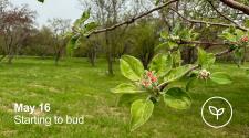 Apple Tree starting to bud with pink flower _ may 16 - Starting to Bud