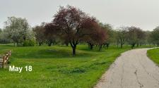 landscape picture of orchard glen park on May 18 with multiple trees starting to bud with limited blooms, with a trail going through the grass on the right side of the page