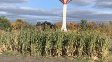 Garden Plots at Yunker Farm Park with corn in plot.  North Fargo red and white water tower in the background