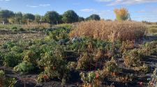 Garden Plots at Yunker Farm with lots of vegetation including corn, tomatoes 