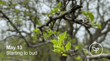 A fruit tree starting to bud with little green leaves - May 13 - Starting to Bud with a small white outline of a seedling pushing out leaves