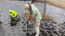 Female staff is drilling holes in the ground to prep to plant pollinator plants while a staff member behind her is planting pollinator plugs