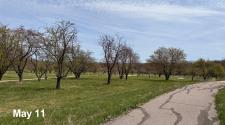 Rows of trees line a paved path in an orchard landscape during early spring growth on May 11.