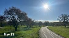 Rows of trees line a paved path in an orchard landscape during early spring growth on May 13.