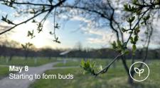 A fruit tree starting to bud with little green leaves - May 8 - Starting to Bud with a small white outline of a seedling pushing out leaves
